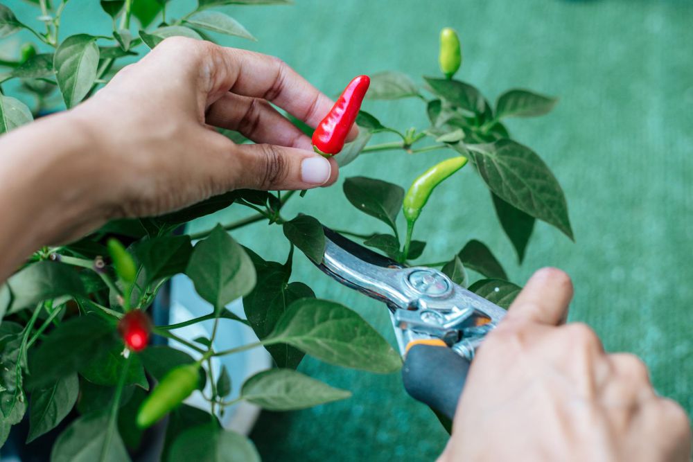 Sumsel Deflasi Faktor 5 Komoditas Hortikultura Turun Harga