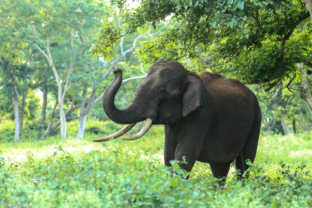 Ibu Hamil Tewas Diinjak Gajah Liar Saat Menyadap Karet di Musi Rawas