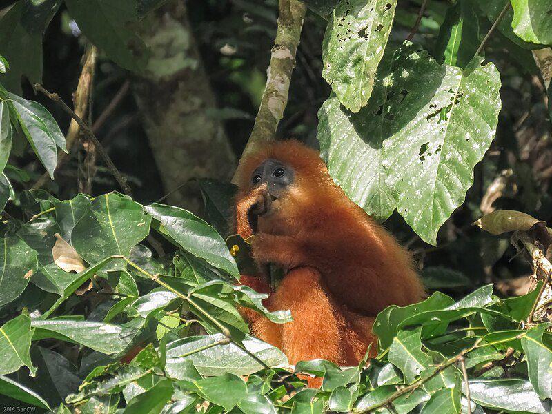 6 Fakta Lutung Merah, Primata yang Makanannya Bergantung pad