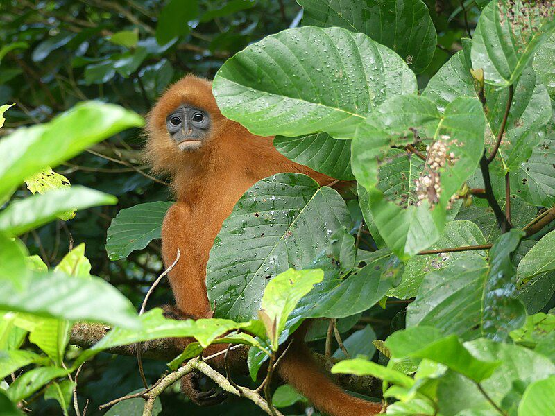 7 Spesies Primata Endemik Kalimantan, Ada yang Pandai Berenang!