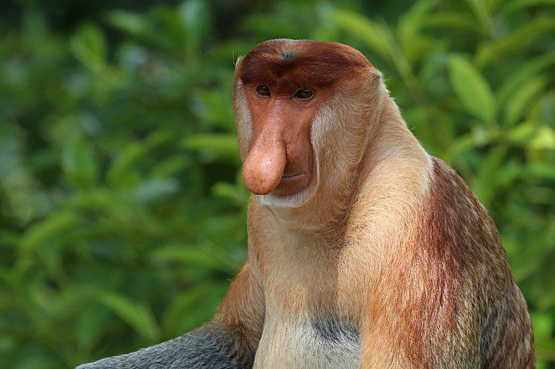 7 Spesies Primata Endemik Kalimantan, Ada yang Pandai Berenang!