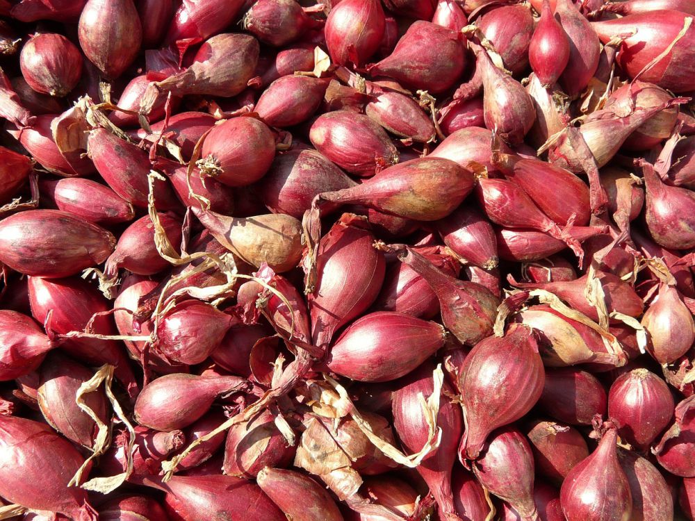 7 Tips Ampuh Menyimpan Bawang Merah Agar Tahan Lama, Gak Mudah Busuk!