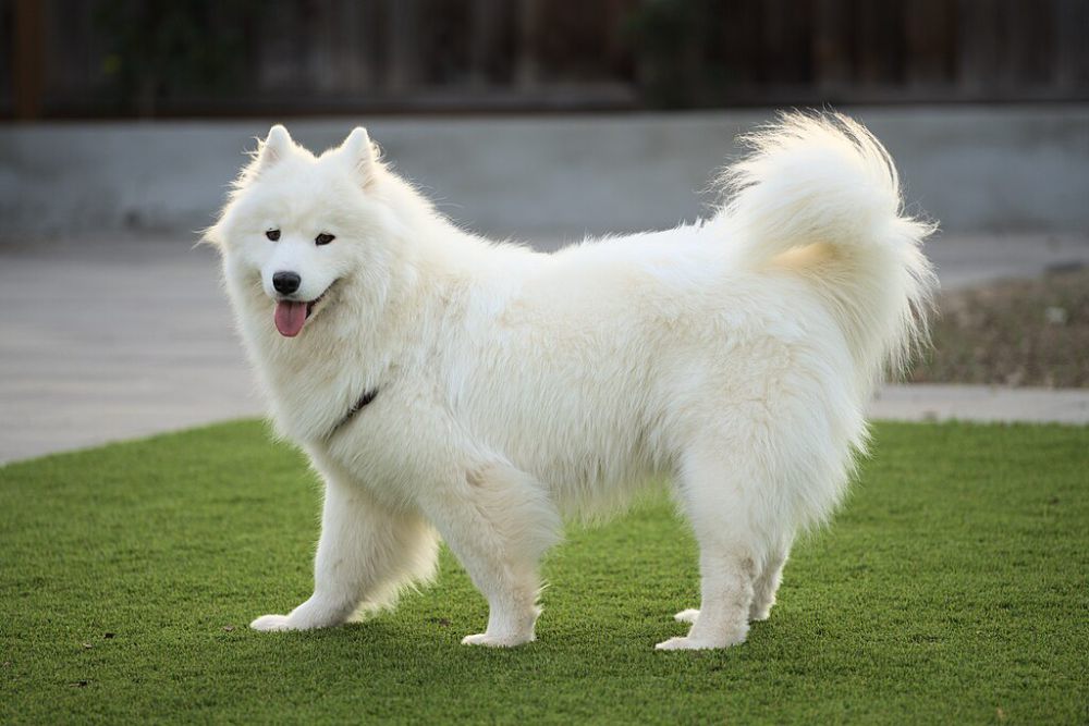 5 Fakta Anjing Samoyed, Salah Satu Jenis Ras Anjing Termahal