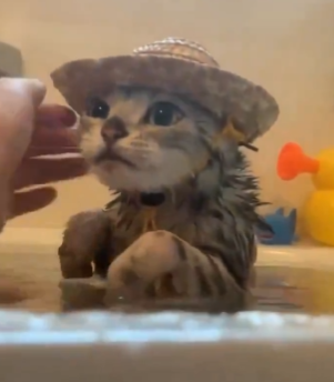 8 Potret Lucu di Kepala Kucing saat Mandi, Cuteness Overload!