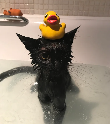 8 Potret Lucu di Kepala Kucing saat Mandi, Cuteness Overload!