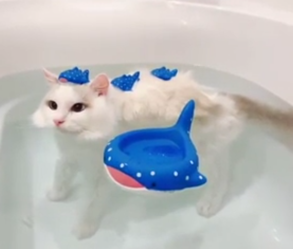 8 Potret Lucu di Kepala Kucing saat Mandi, Cuteness Overload!