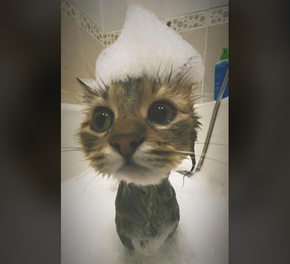 8 Potret Lucu di Kepala Kucing saat Mandi, Cuteness Overload!