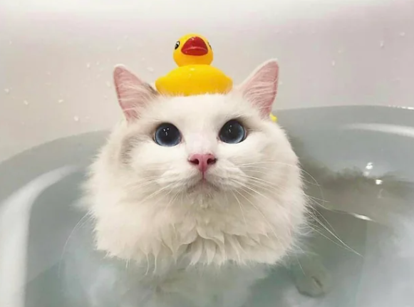 8 Potret Lucu di Kepala Kucing saat Mandi, Cuteness Overload!