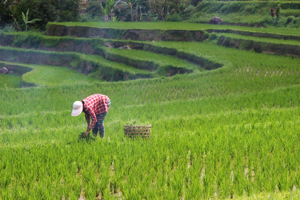 Pemkab Pringsewu Panen Padi Demplot Perdana, Metode Tanpa Olah Tanah