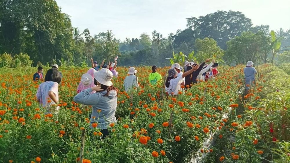 Tiket Masuk Desa Wisata Pinge di Tabanan, Sejuk dan Damai