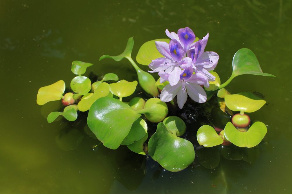 6 Rekomendasi Aquatic Flower untuk Percantik Kolammu, Bunganya Indah