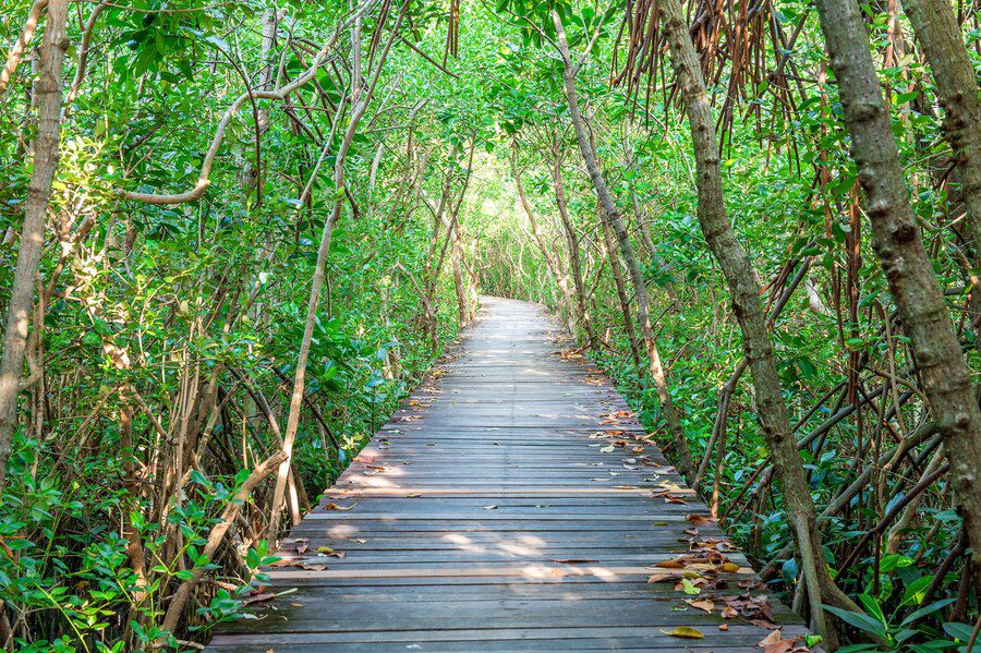 Reklamasi Tak Hanya Merusak Mangrove, Tapi Seluruh Surabaya