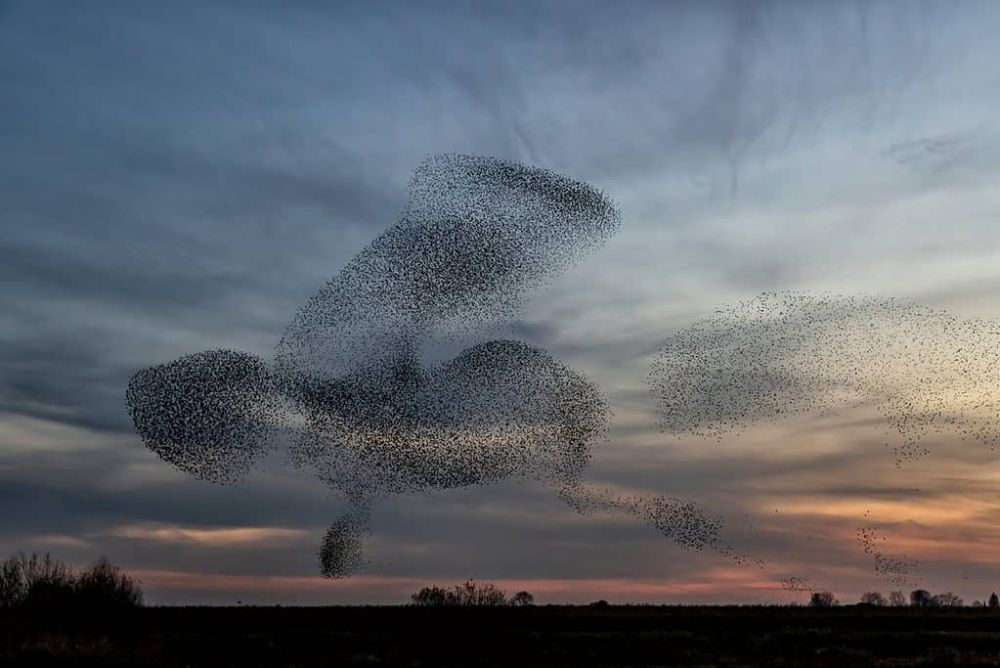 4 Fakta Starlings Murmuration, Ribuan Burung Terbang Tanpa Arah