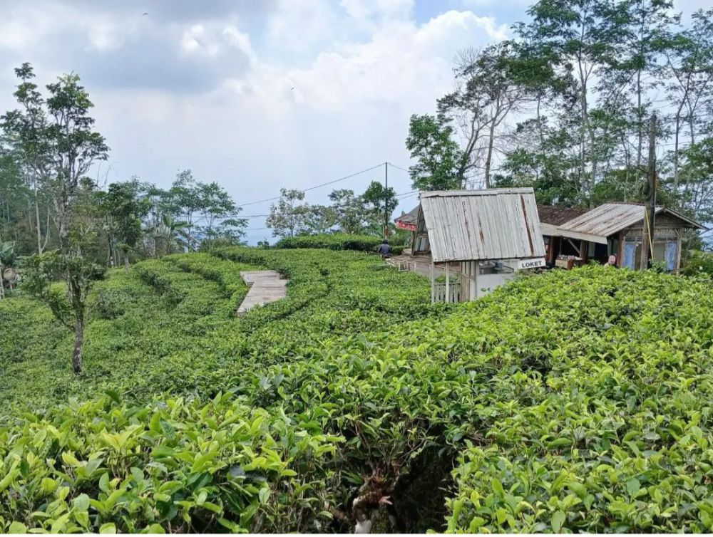 Keunikan Kebun Teh Nglinggo Jogja: Tak Luas Tapi Menawan