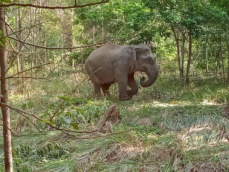 Konflik Gajah dan Manusia di Mura: Kebun dan Pemukiman Rusak