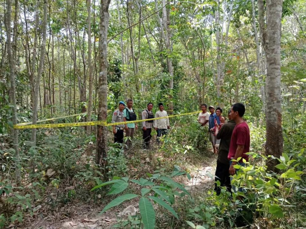 Konflik Gajah dan Manusia di Mura: Kebun dan Pemukiman Rusak