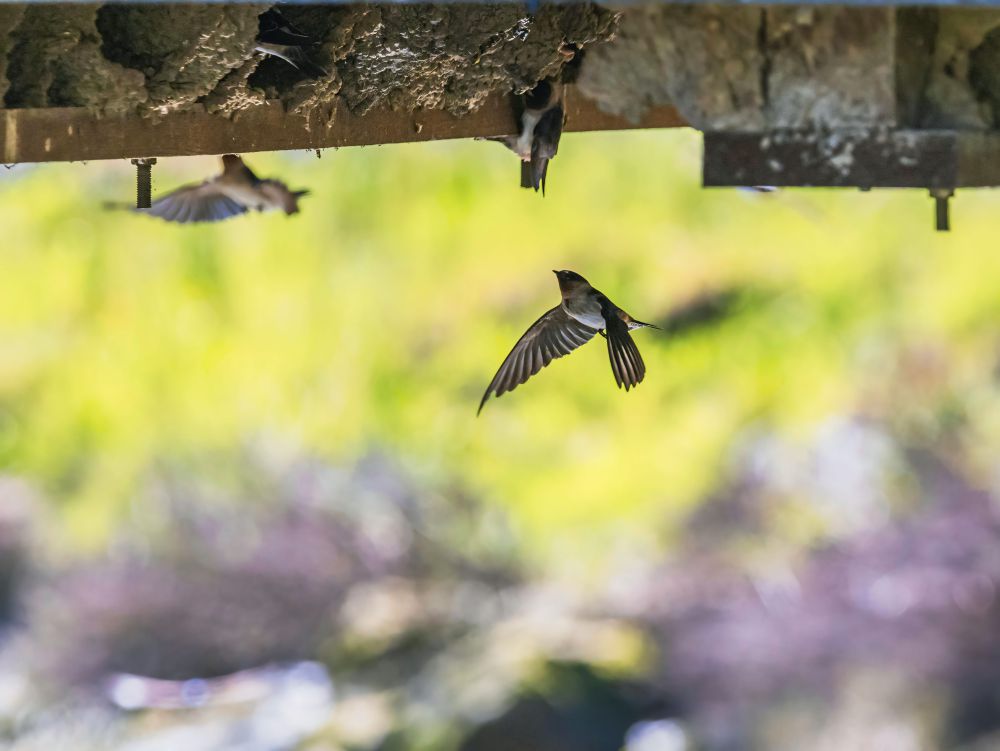 3 Perbedaan Burung Walet dan Burung Sriti, Jangan Keliru!