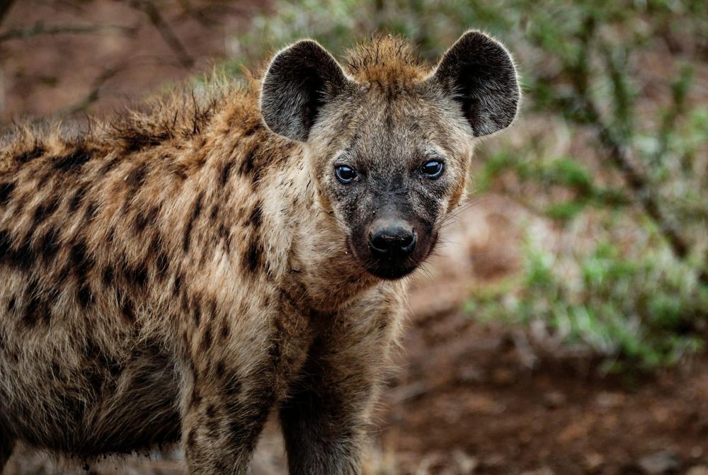 5 Fakta Unik dari Hyena, Struktur Sosialnya Dipimpin Betina!