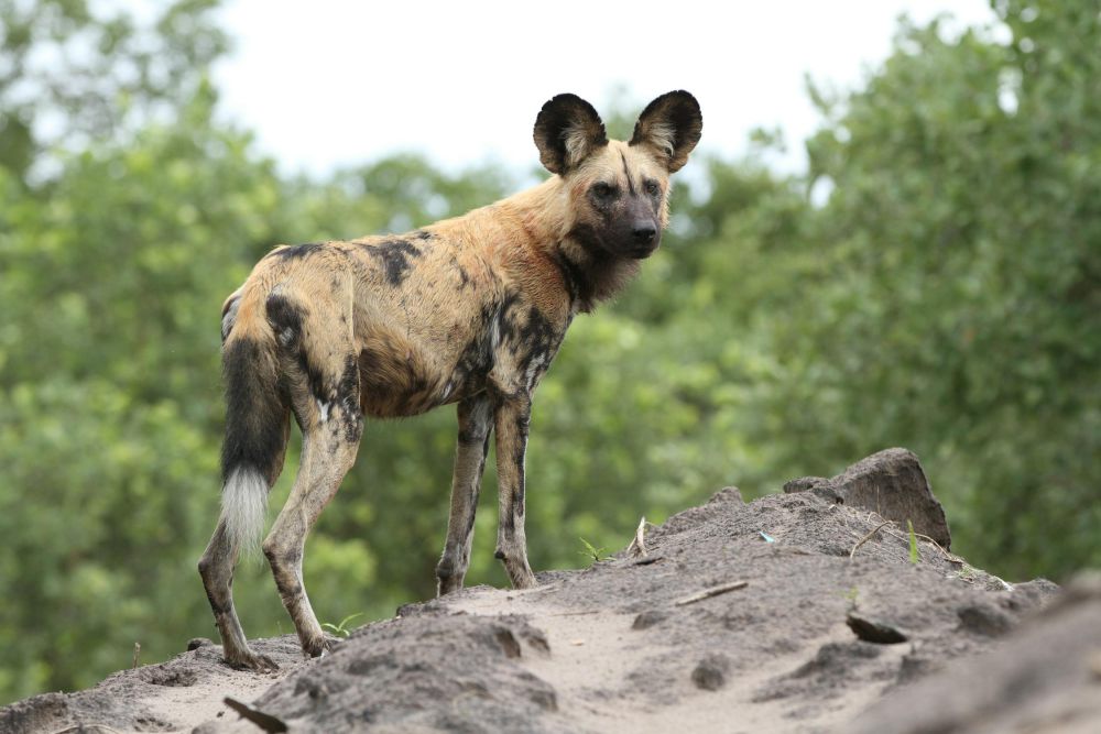 5 Fakta Unik dari Hyena, Struktur Sosialnya Dipimpin Betina!