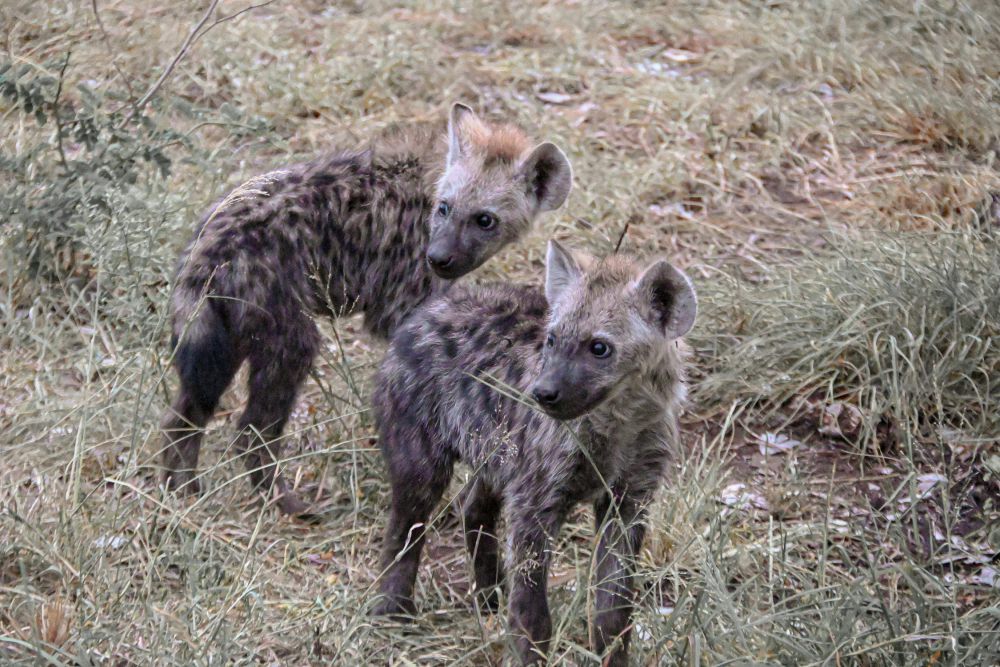 5 Fakta Unik dari Hyena, Struktur Sosialnya Dipimpin Betina!