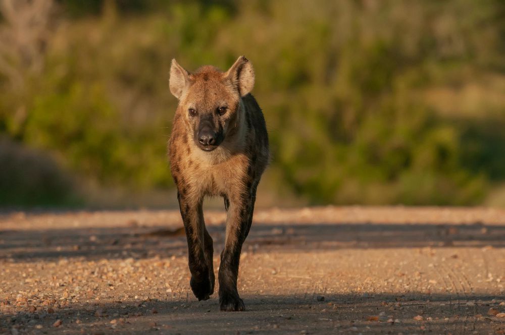 5 Fakta Unik dari Hyena, Struktur Sosialnya Dipimpin Betina!