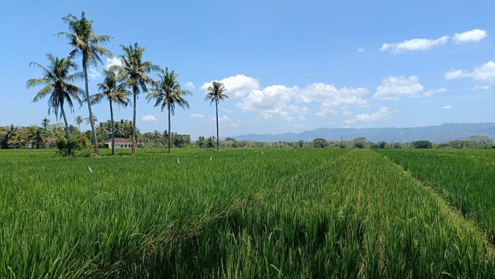 2 Saluran Irigasi Utama Ditutup, Ini Dampaknya ke Sleman