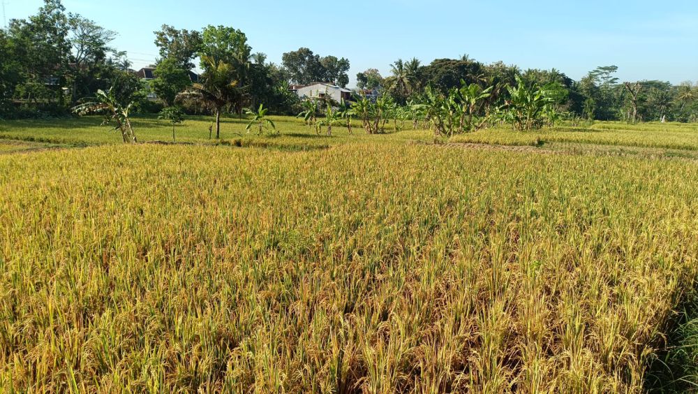 2 Saluran Irigasi Utama Ditutup, Ini Dampaknya ke Sleman