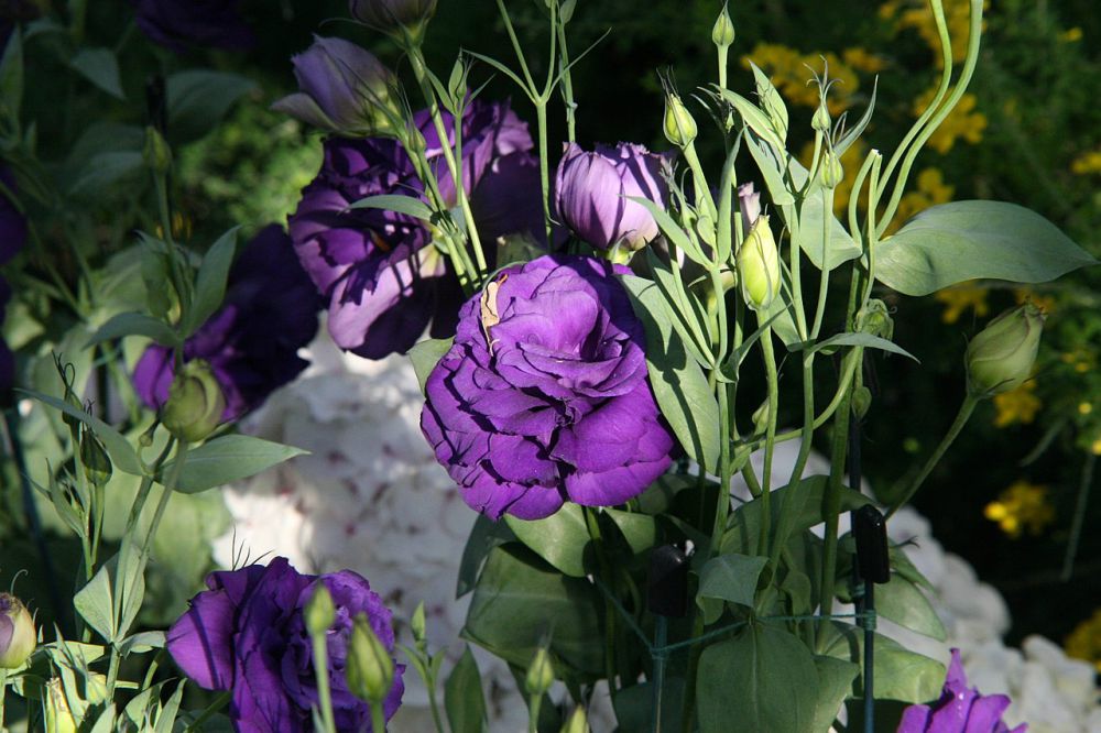 10 Rekomendasi Bunga Warna Ungu, Cantik untuk Kebun Kamu 