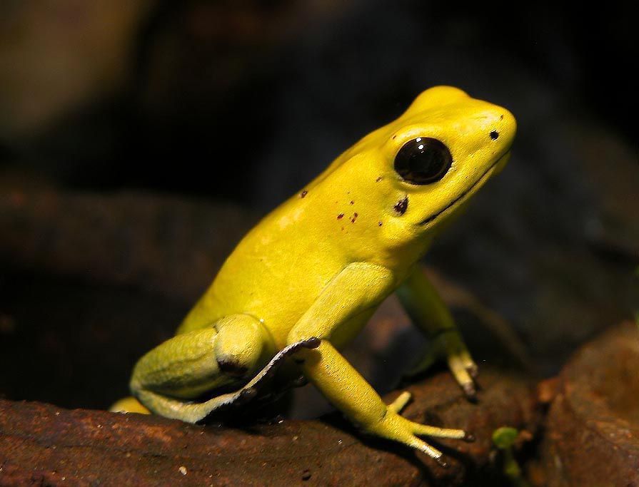 5 Ancaman Katak Panah Emas Beracun, Dapat Membunuh 10 Orang!