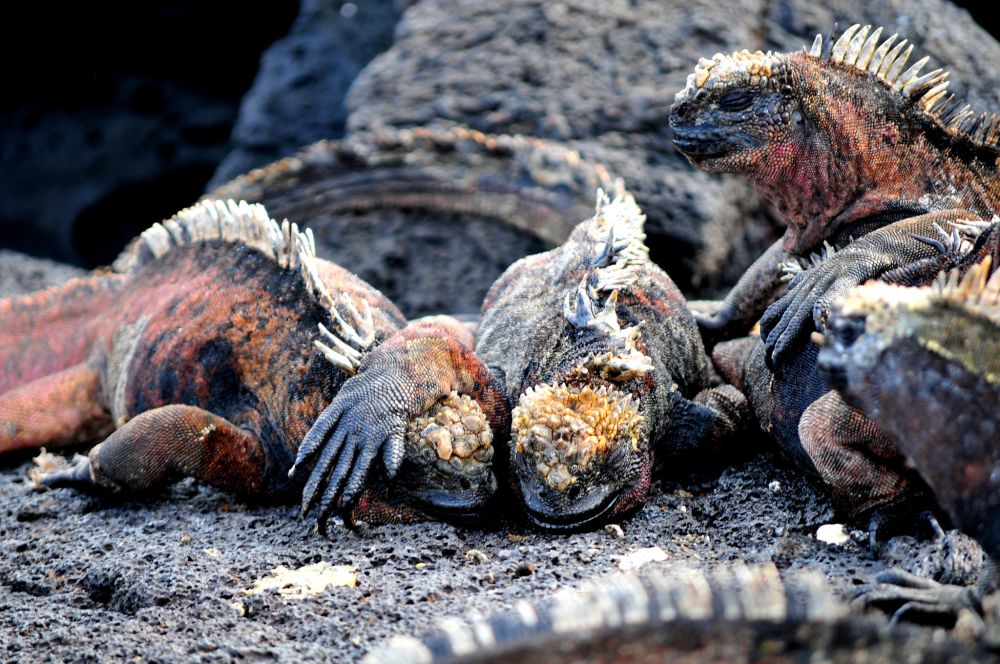 5 Kemampuan Unik Iguana Laut Bisa Menyelam Hingga Kedalaman