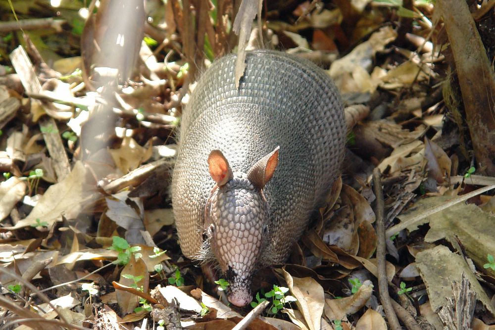 5 Hal Unik Armadillo Bergaris Sembilan yang Bikin Kamu Terpesona