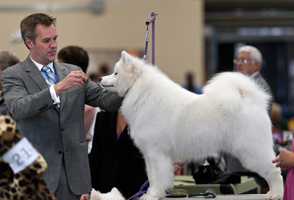 5 Fakta Anjing Samoyed, Salah Satu Jenis Ras Anjing Termahal