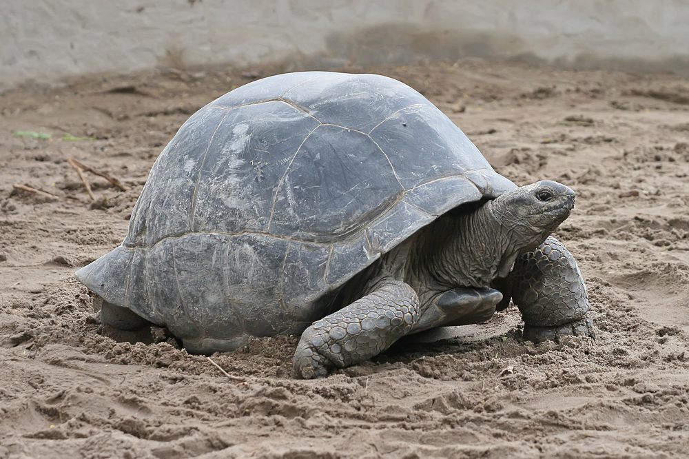 6 Fakta Unik Aldabra Giant Tortoise, Bisa Tidur selama 19 Jam!