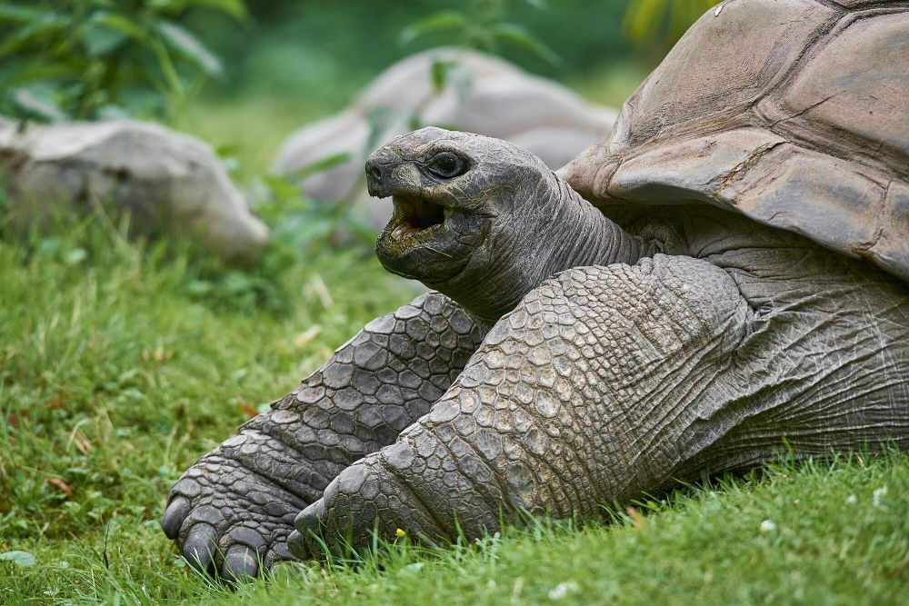 6 Fakta Unik Aldabra Giant Tortoise, Bisa Tidur selama 19 Jam!