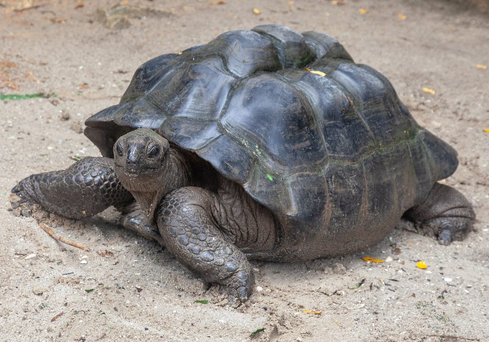 6 Fakta Unik Aldabra Giant Tortoise, Bisa Tidur selama 19 Jam!