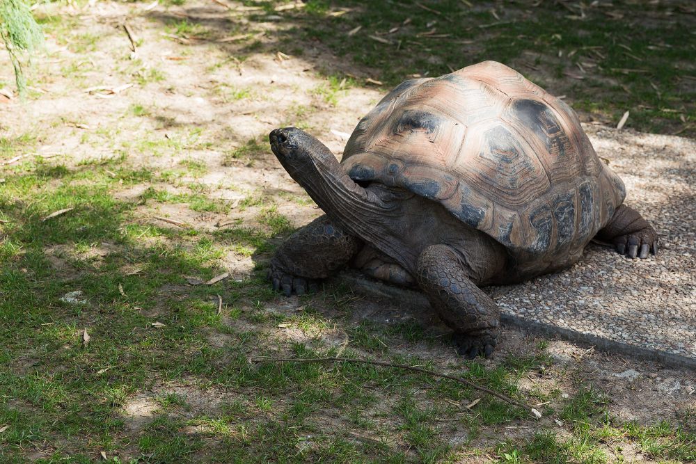 6 Fakta Unik Aldabra Giant Tortoise, Bisa Tidur selama 19 Jam!