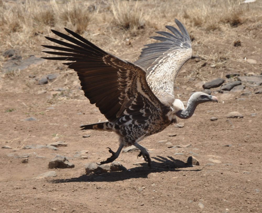 Ruppell's Vulture, Burung Hering yang Mengagumkan dan Terancam Punah