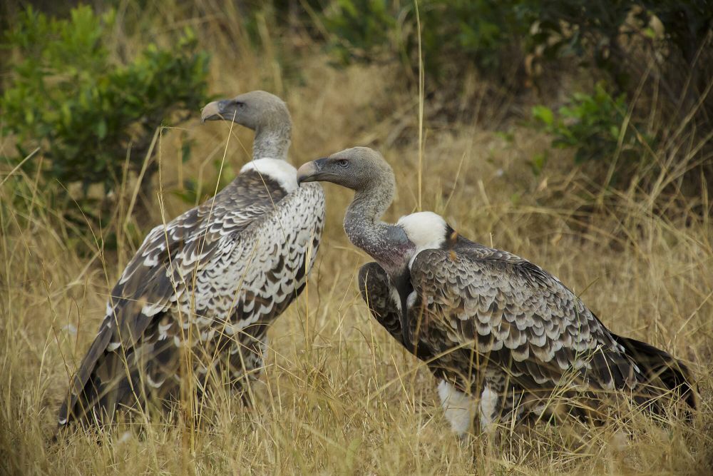 Ruppell's Vulture, Burung Hering yang Mengagumkan dan Terancam Punah