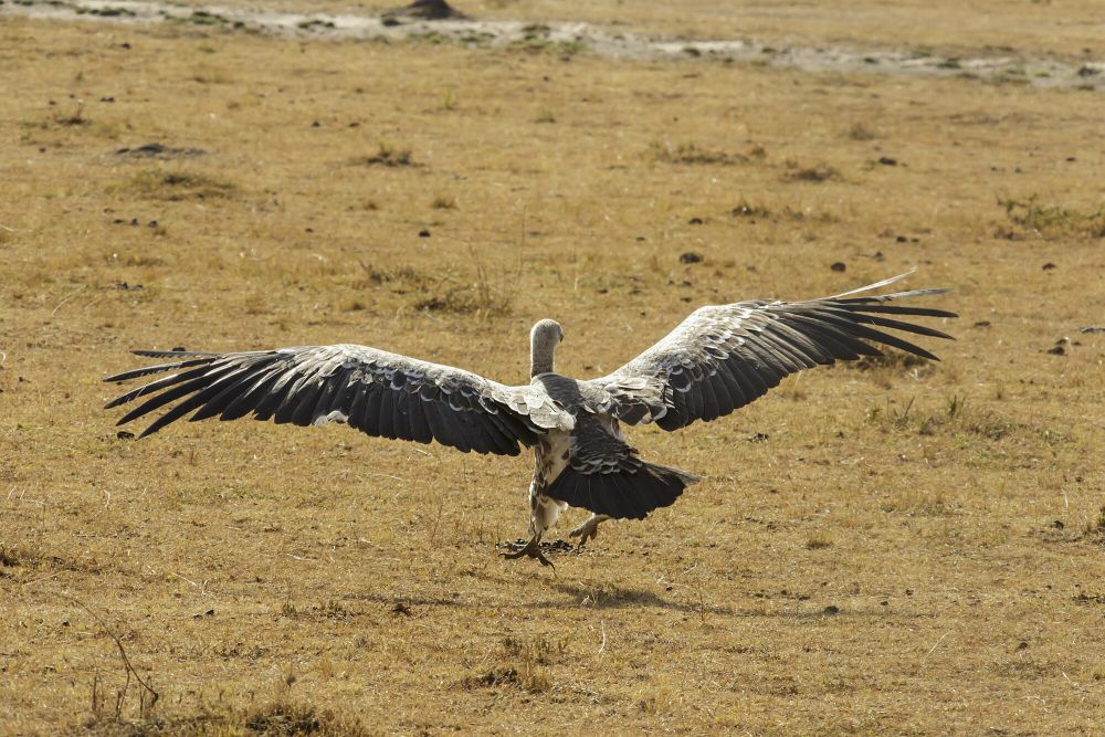 Ruppell's Vulture, Burung Hering yang Mengagumkan dan Terancam Punah