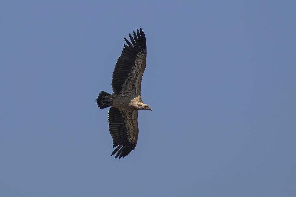 Ruppell's Vulture, Burung Hering yang Mengagumkan dan Terancam Punah