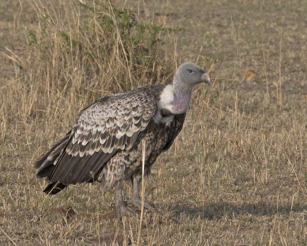 Ruppell's Vulture, Burung Hering yang Mengagumkan dan Terancam Punah