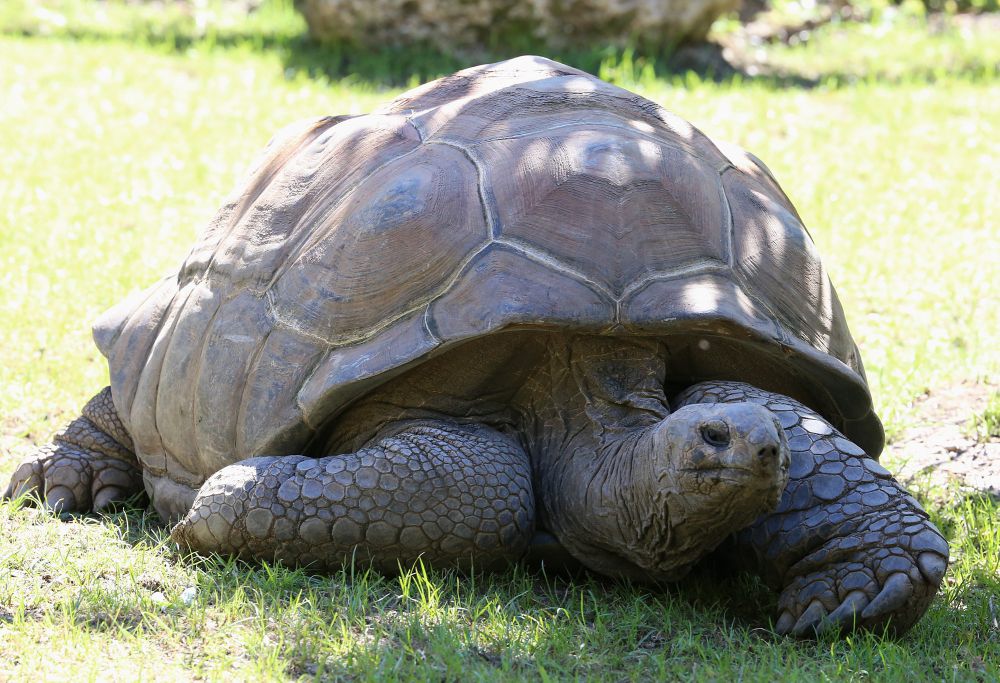 6 Fakta Unik Aldabra Giant Tortoise, Bisa Tidur selama 19 Jam!