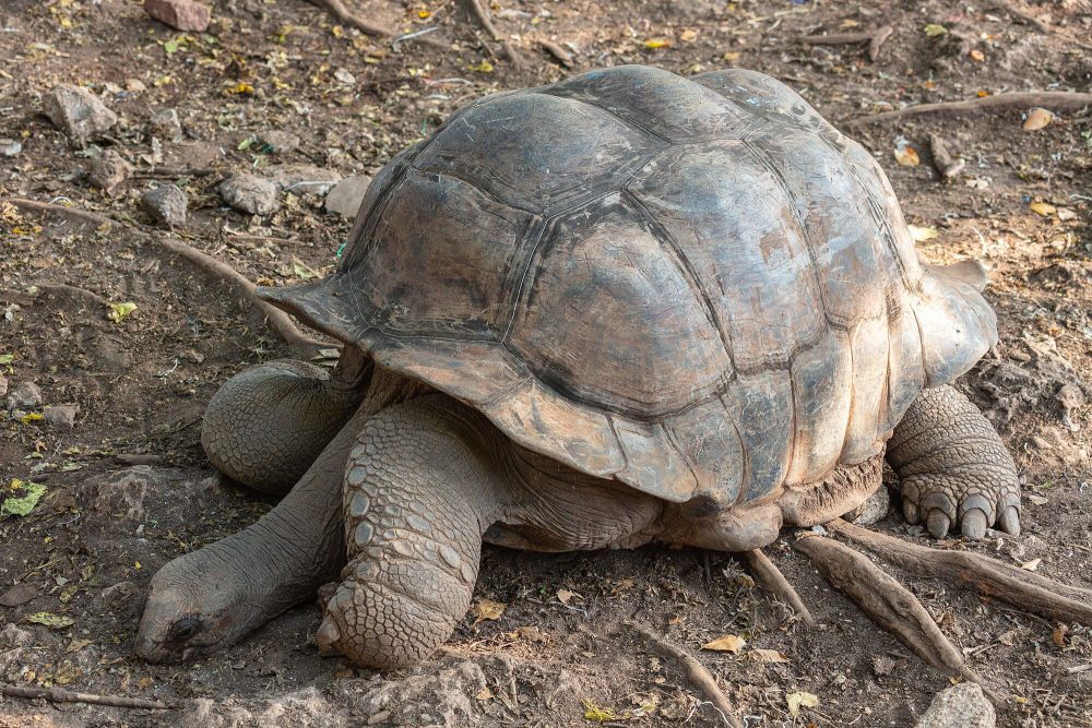 6 Fakta Unik Aldabra Giant Tortoise, Bisa Tidur selama 19 Jam!