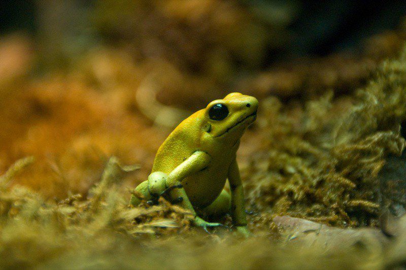 5 Ancaman Katak Panah Emas Beracun, Dapat Membunuh 10 Orang!