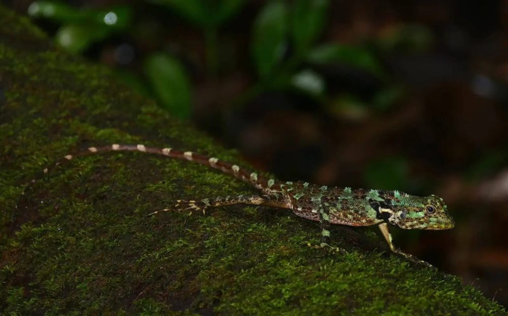 5 Fakta Menarik Plica Plica, Ahli dalam Berkamuflase di Hutan Tropis