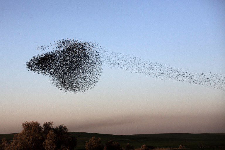 4 Fakta Starlings Murmuration, Ribuan Burung Terbang Tanpa Arah