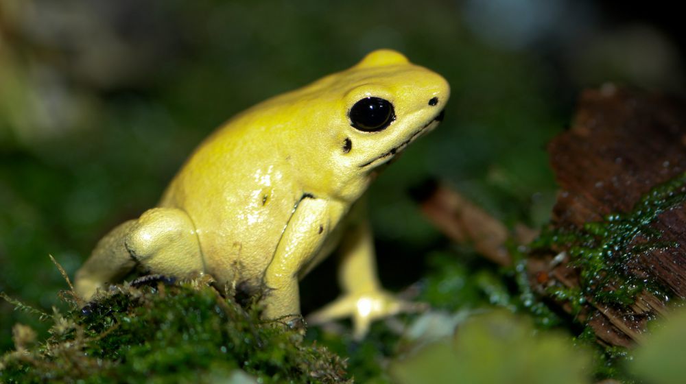 5 Ancaman Katak Panah Emas Beracun, Dapat Membunuh 10 Orang!