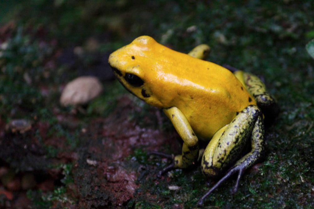 5 Ancaman Katak Panah Emas Beracun, Dapat Membunuh 10 Orang!