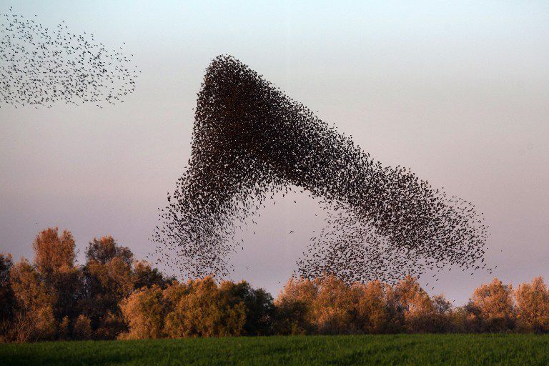 4 Fakta Starlings Murmuration, Ribuan Burung Terbang Tanpa Arah