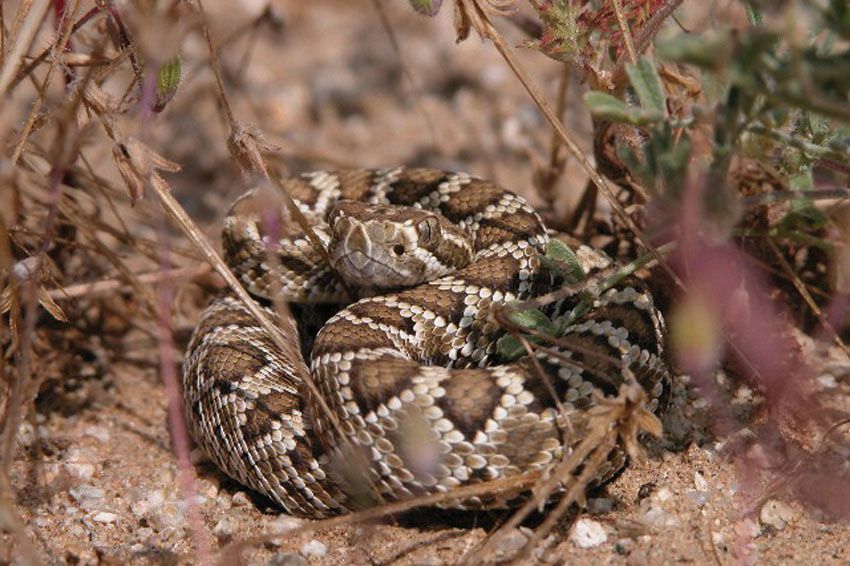 5 Spesies Ular Derik, Kepalanya Berbentuk Segitiga 